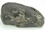 Very Rare, Fossil Iguanodon (Mantellisaurus) Claw - England #206575-3